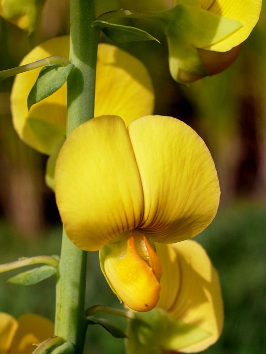 Crotalaria spectabilis