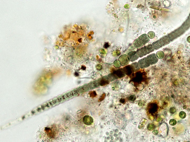 Gloeotrichia属の1種