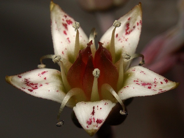 Graptopetalum paraguayense (朧月)