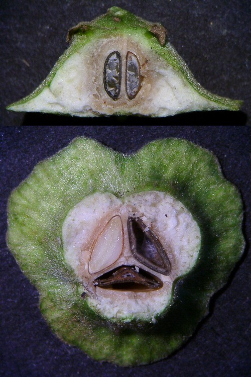 ハマナツメ