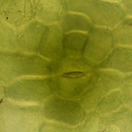 ハリガネゴケの1種