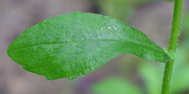 ハルジオン