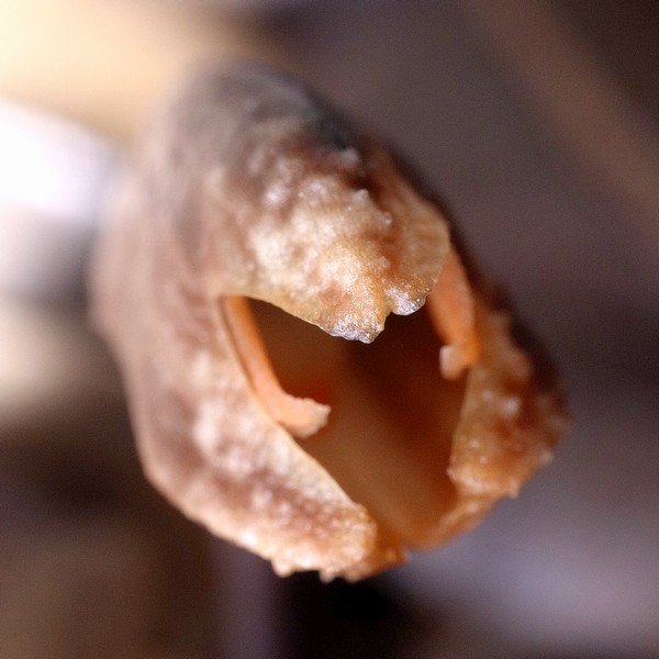 ハルザキヤツシロラン
