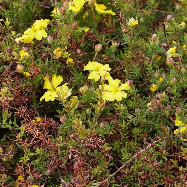 Hibbertia pedunculata