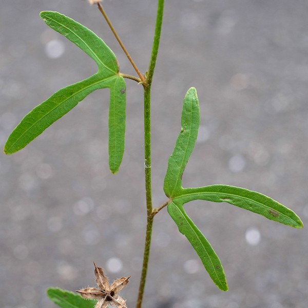Hibiscus lobatus
