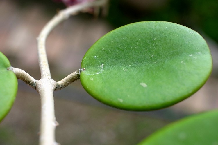 Hoya obovata
