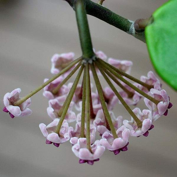 Hoya obovata