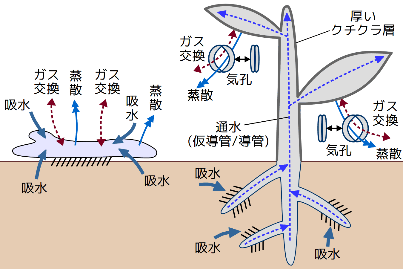 維管束・根・気孔・クチクラ