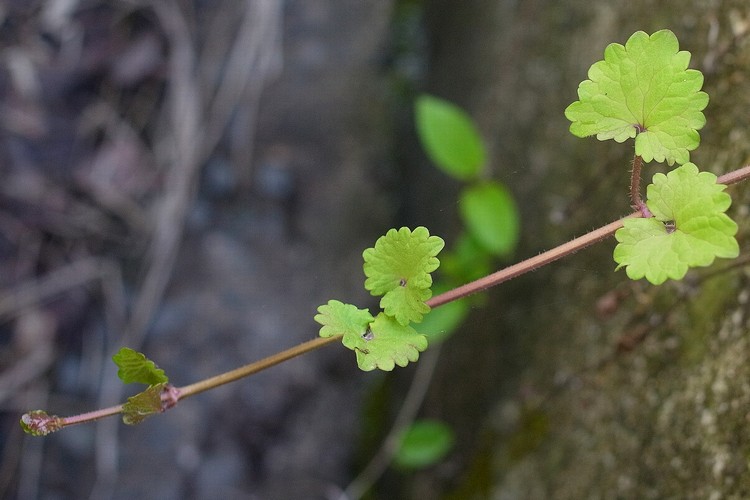 カキドオシ