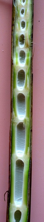 マダケ