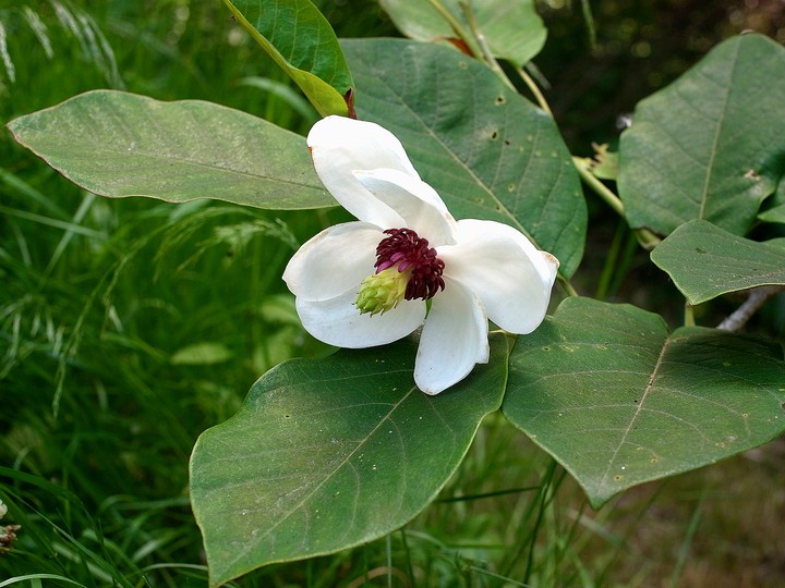 Magnolia sinensis