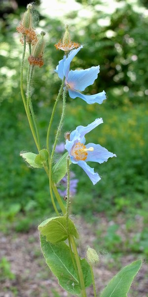 Meconopsis baileyi