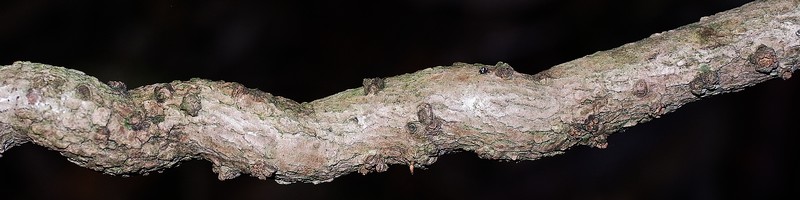 ミツバアケビ