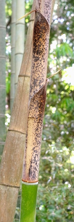 モウソウチク