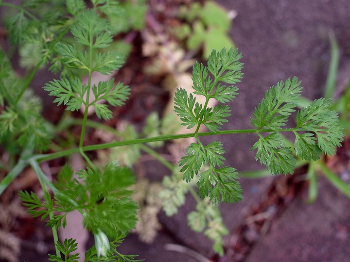 Orlaya grandiflora