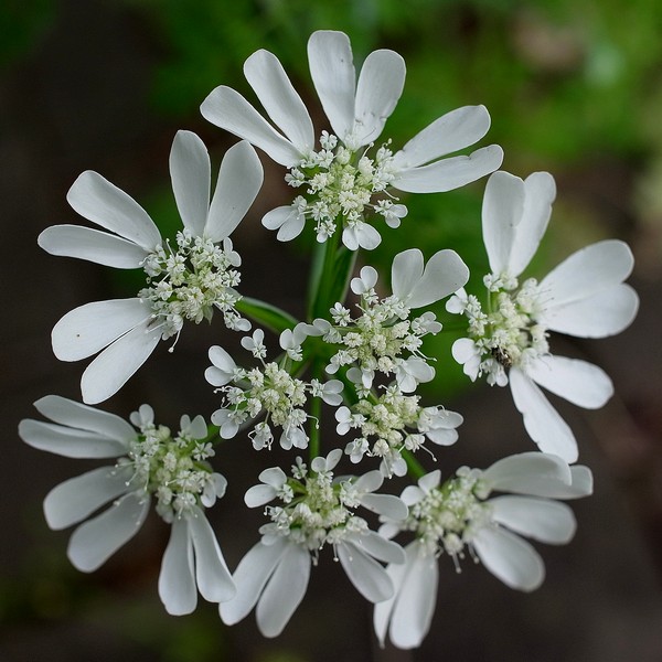 Orlaya grandiflora