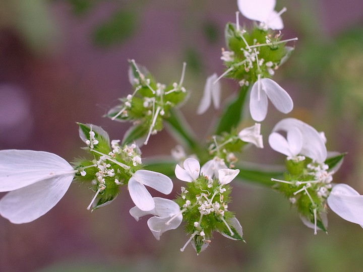 Orlaya grandiflora