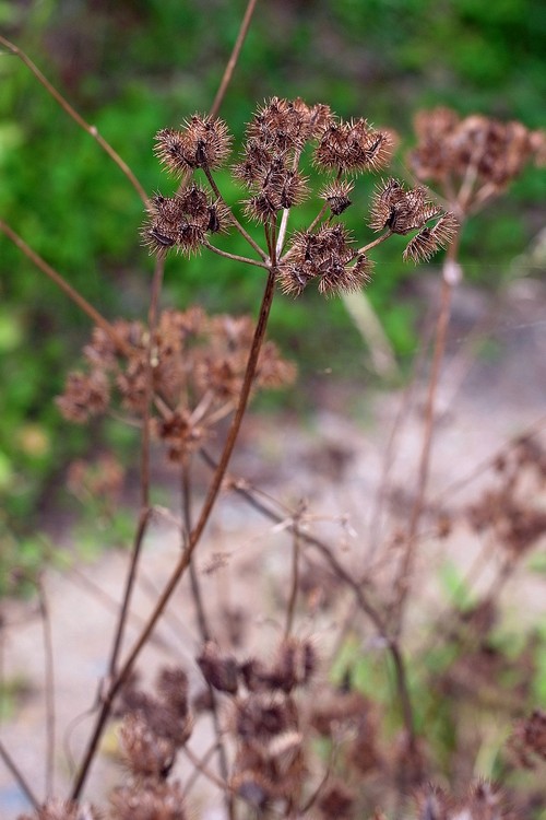 Orlaya grandiflora