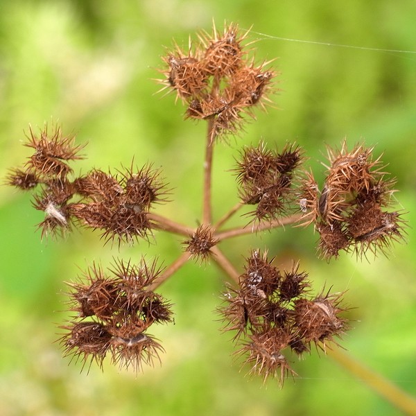 Orlaya grandiflora