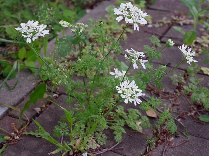 Orlaya grandiflora