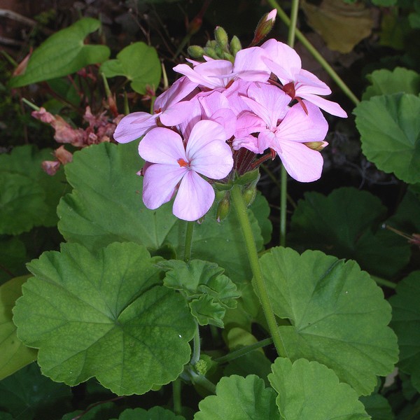 Pelargonium園芸種