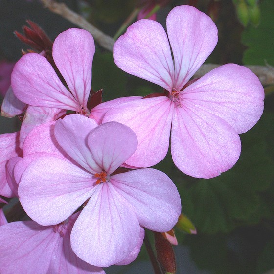 Pelargonium園芸種