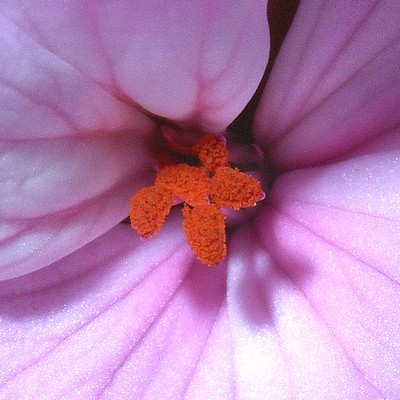 Pelargonium園芸種