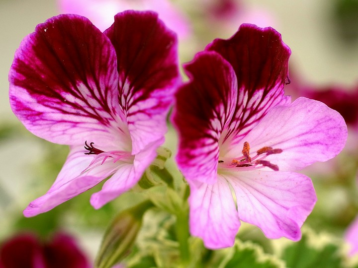 Pelargonium園芸種