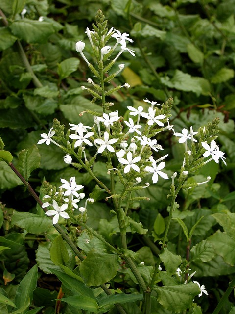 Plumbago zeylanica