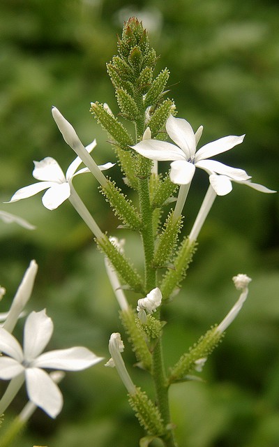 Plumbago zeylanica