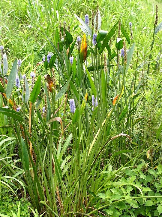 Pontederia cordata