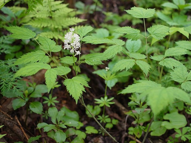 ルイヨウショウマ