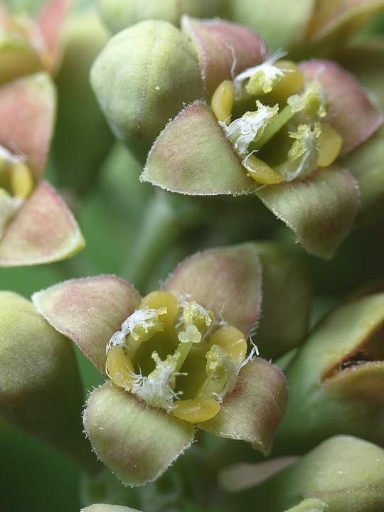 Santalum paniculatum