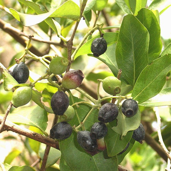 Santalum paniculatum