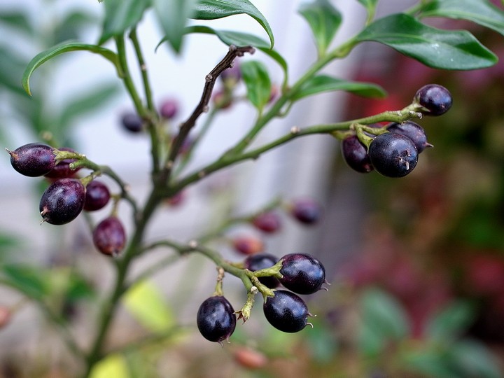 Sarcococca confusa