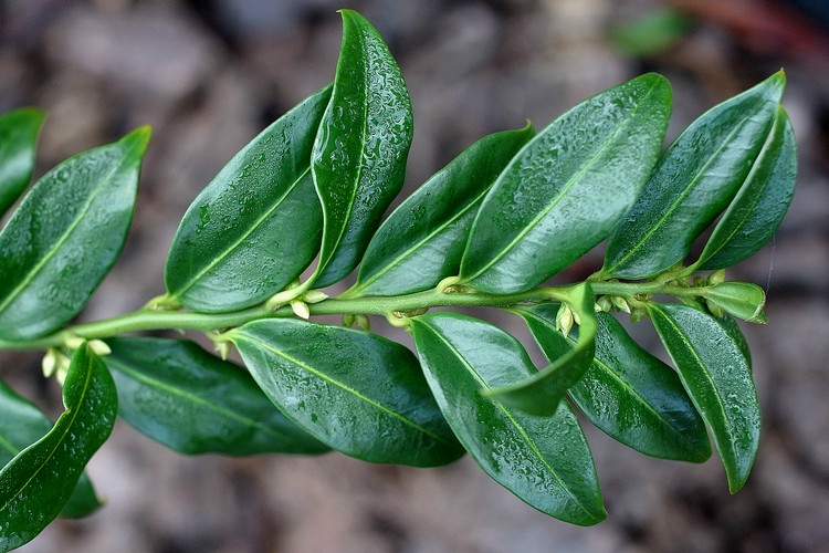 Sarcococca confusa