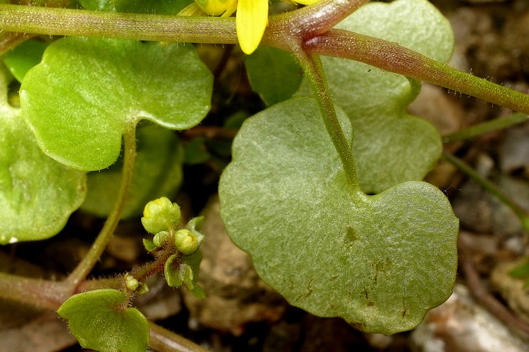 Saxifraga cymbalaria