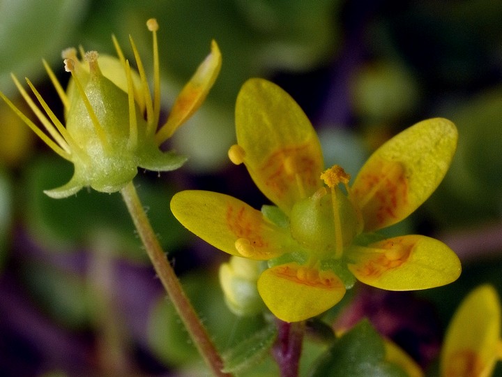 Saxifraga cymbalaria