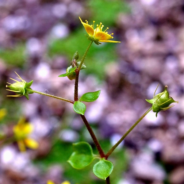 Saxifraga cymbalaria