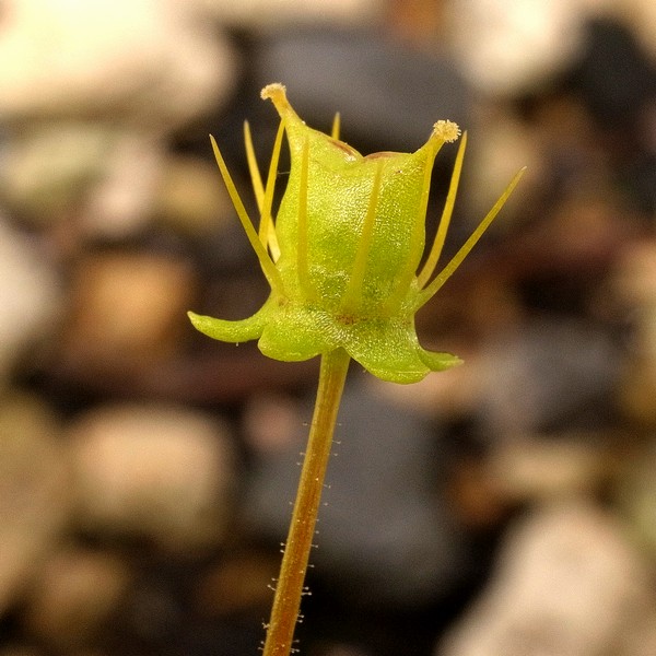 Saxifraga cymbalaria