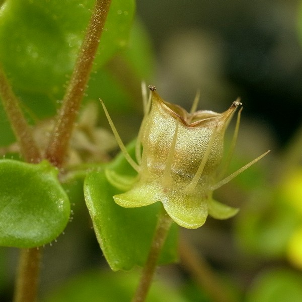 Saxifraga cymbalaria