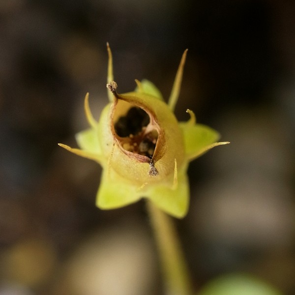 Saxifraga cymbalaria