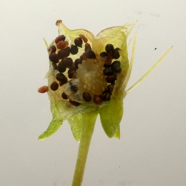 Saxifraga cymbalaria