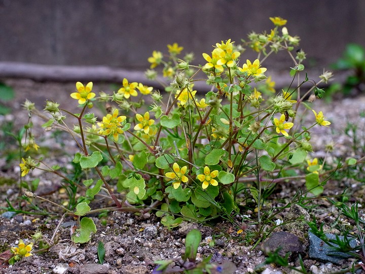 Saxifraga cymbalaria