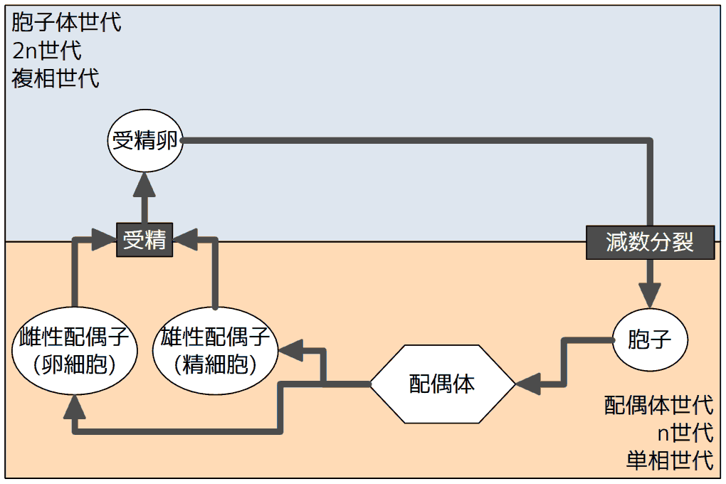 生活環