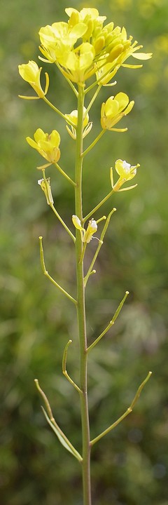 セイヨウカラシナ