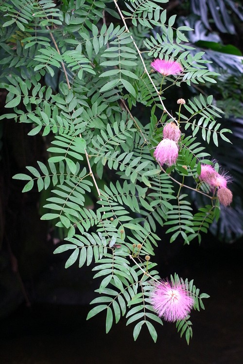 スリナムゴウカン