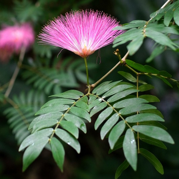 スリナムゴウカン