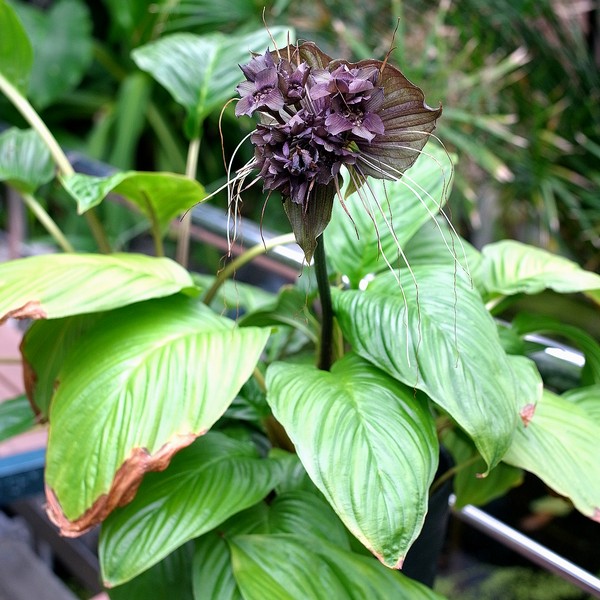 Tacca chantorieri