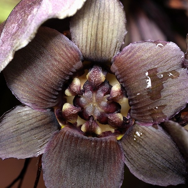 Tacca chantorieri